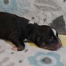 Australian Shepherd Puppies from Nicole Brinton