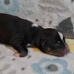 Australian Shepherd Puppies from Nicole Brinton