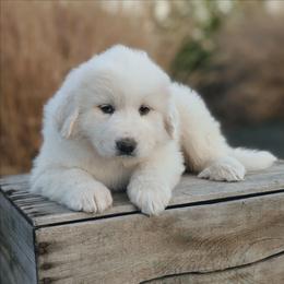 Girl 5 Green - White female Great Pyrenees puppy in Yakima, Washington from Naches Heights Ranch