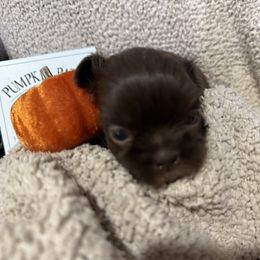 Sonny- yellow collar - Liver male Shih Tzu puppy in Ross County, Ohio from Ashville Shih Tzu Chalet