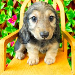 Daphne - Cream female Dachshund puppy in Sylvania, Alabama from Yancey’s Doxies