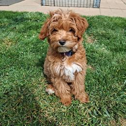 Star - Red  female Goldendoodle puppy in Layton, Utah from Lauralyn's Goldendoodles