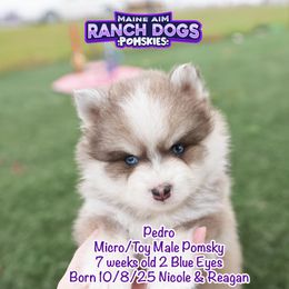 Pedro - Blue male Pomsky puppy in Humeston, Iowa from M.A.R. Dogs