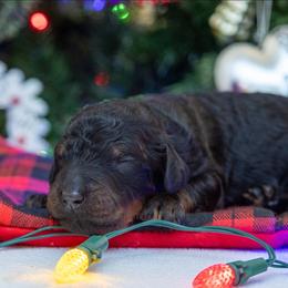 Coal - Phantom male Poodle puppy in Fairfield, Illinois from Positively Doodles