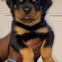 Rottweiler Puppies from Vom Jager Haus Rottweilers