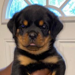 Rottweiler Puppies from Vom Jager Haus Rottweilers