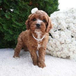 Jane - Red and white female Cockapoo puppy in Shipshewana, Indiana from Home Raised Cockapoos