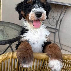Bernedoodle, Goldendoodle, and Golden Mountain Doodle Puppies from Sonoran Standard Doodles