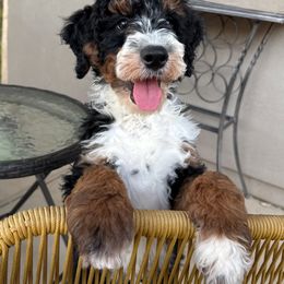 Bernedoodle, Goldendoodle, and Golden Mountain Doodle Puppies from Sonoran Standard Doodles