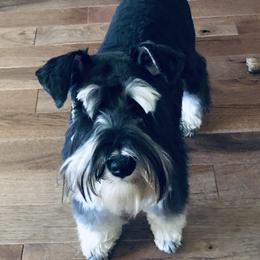 Elsa - Miniature Schnauzer