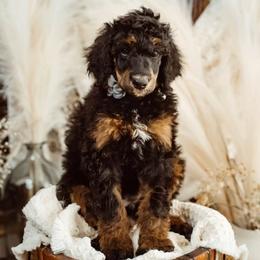 Fire - Poodle