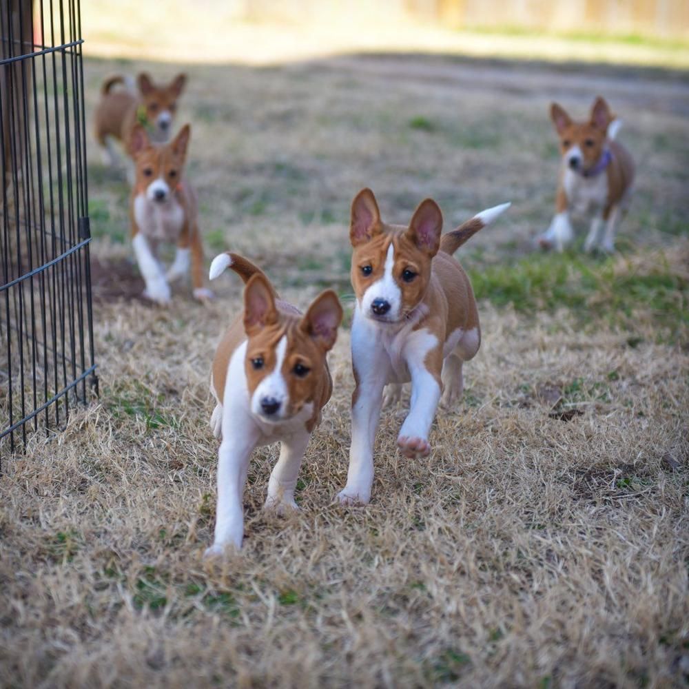 Basenji puppies running in the grass