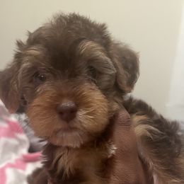 Mocha(No Deposits ready now) - Chocolate female Yorkipoo puppy in Shelby, North Carolina from Precious pups dynasty kennel