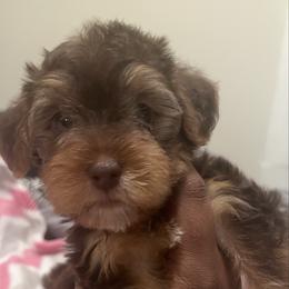 Mocha(No Deposits ready now) - Chocolate female Yorkipoo puppy in Shelby, North Carolina from Precious pups dynasty kennel
