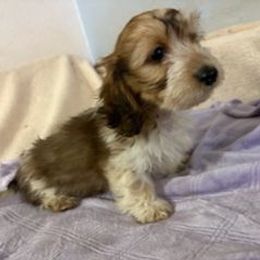 Baxter 4,200 - Piebald male Dachshund puppy in Tonopah, Arizona from Desert Diamond Dachshunds