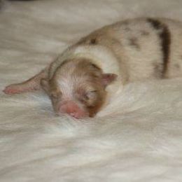 Australian Shepherd Puppies from Anew Australian Shepherds