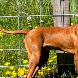 ZIGGY (Black) - Golden rust Vizsla puppy in Port Angeles, Washington from Baldy Ridge Farm