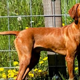 ZIGGY (Black) - Golden rust Vizsla puppy in Port Angeles, Washington from Baldy Ridge Farm