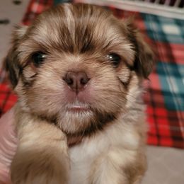 Shih Tzu Puppies from Sugar Paws Heavenly Shih Tzu’s
