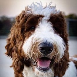 Winston - Goldendoodle