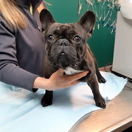 Archie - French Bulldog