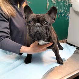 Archie - French Bulldog