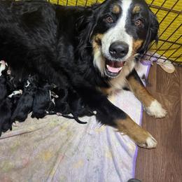 Female 1 - Black rust and white female Bernese Mountain Dog puppy in Merrill, Michigan from Happy Tails Family Farm