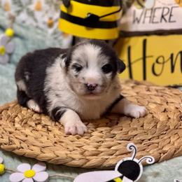Dodger - Blue merle male Miniature Australian Shepherd puppy in California from Eagle River Aussies