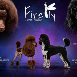 Poodle puppies from Firefly Farm Poodles