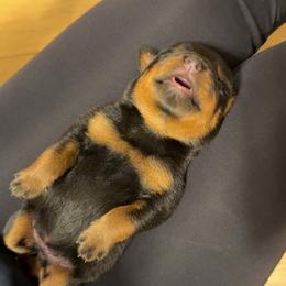 Winnie - Black and rust female Rottweiler puppy in Acme, Pennsylvania from Rugg’s Rotts
