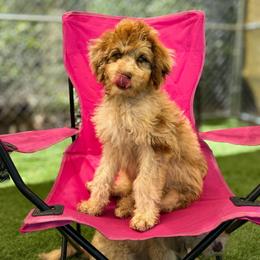 Cosmo - Chocolate merle female Bernedoodle puppy in Youngstown, Florida from Wonderland’s Boujie Kennels