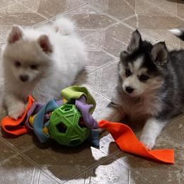 Pomsky puppies from Angel's Creek Pomskies