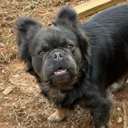 Gumdrop - French Bulldog