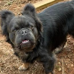 Gumdrop - French Bulldog