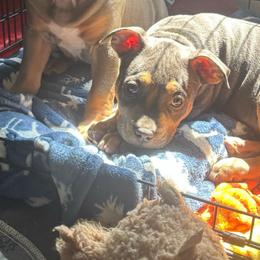 Leana - Blue tri-color female American Bully puppy in Henderson, Kentucky from Medusa’s Bullies