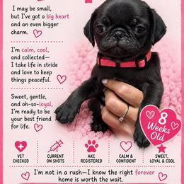 Pink - Black female Pug puppy in Ludowici, Georgia from Royal Destiny Kennels