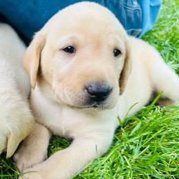 Ridge - Yellow male Labrador Retriever puppy in Rock Hill, South Carolina from North Star Retrievers