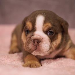 Chili - Chocolate tri-color female Bulldog puppy in Warsaw, New York from Hillview Kennels