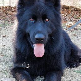 German Shepherds from Haus of Vu von Sven