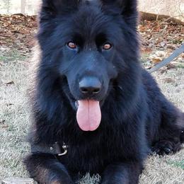 German Shepherds from Haus of Vu von Sven