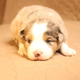 Australian Shepherd Puppies from Lost Coast Aussies
