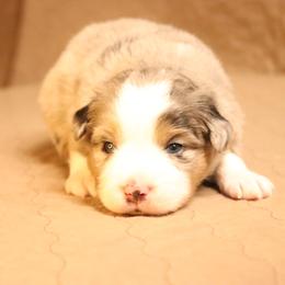Australian Shepherd Puppies from Lost Coast Aussies