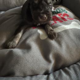 Cason - Liver male Miniature Schnauzer puppy in Pearland, Texas from K & S Schnauzers