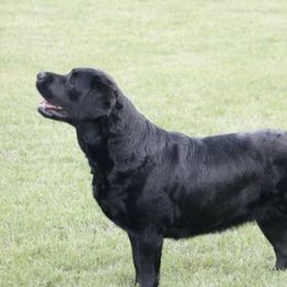 Bowie - Labrador Retriever