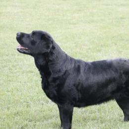 Bowie - Labrador Retriever
