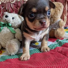 Curly - Chocolate and tan male Chihuahua puppy in Leominster, Massachusetts from House of Lil  Paw
