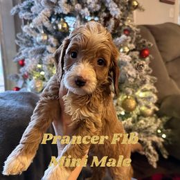 Prancer - Goldendoodle puppy in Missouri from B&C Goldendoodles