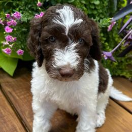Alfie - Sheepadoodle puppy from Urban Farmhouse Sheepadoodles