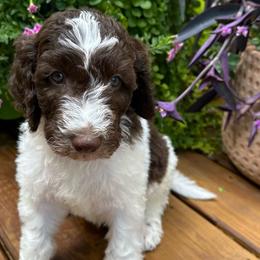 Alfie - Sheepadoodle puppy from Urban Farmhouse Sheepadoodles