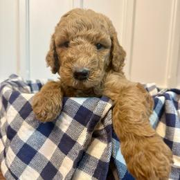 Teddy - Apricot male Goldendoodle puppy in De Land, Florida from Rezapour Doodle Estate